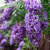 Glicina (Wisteria frutescens) Longwood Purple