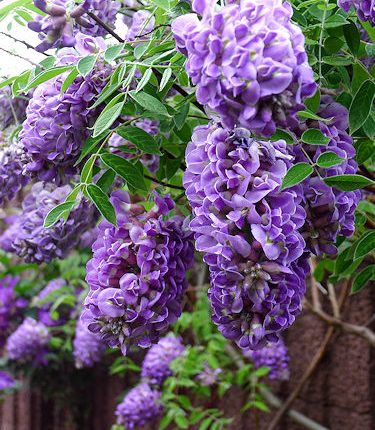 Glicina (Wisteria frutescens) Longwood Purple