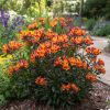 Alstroemeria INDIAN SUMMER® Tesronto