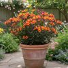 Alstroemeria INDIAN SUMMER® Tesronto