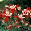 Caldaruse (Aquilegia caerulea) Crimson Star