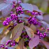 Callicarpa bod. Profusion