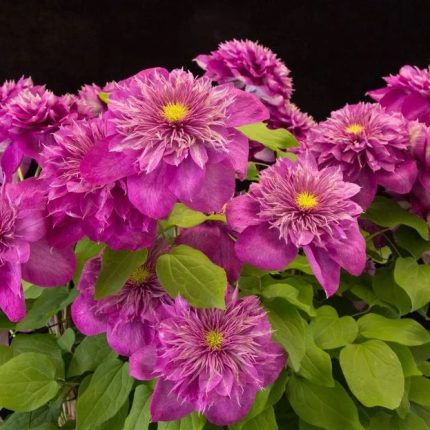 Clematita Kaiser