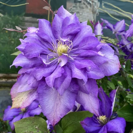 Clematita Daniel Deronda