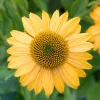 Echinacea Lakota Yellow