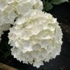 Hortensia macroph. DOPPIO FREDO