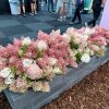 Hortensia panic. GROUNDBREAKER® BLUSH