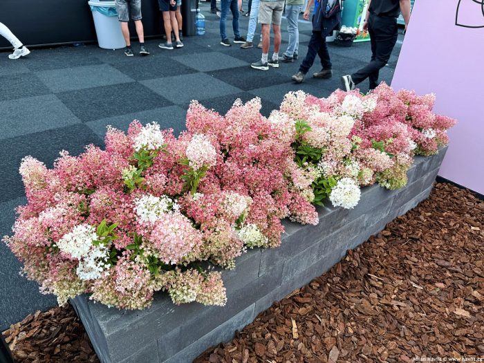 Hortensia panic. GROUNDBREAKER® BLUSH