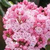 Kalmia latifolia Ewa