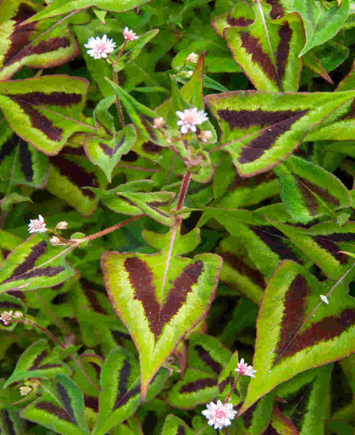 Persicaria microc. Purple Fantasy