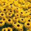Rudbeckia SMILEY Z® Big Cheerleader 