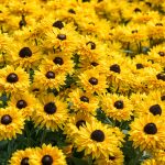 Rudbeckia SMILEY Z® Big Cheerleader 